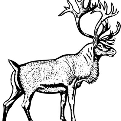 DEER030 Thumbnail